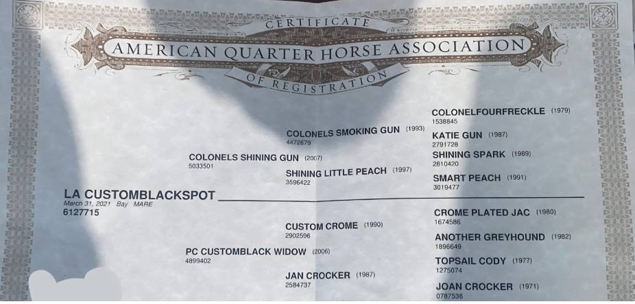 Mare Quarter For sale 2021 Dark Bay