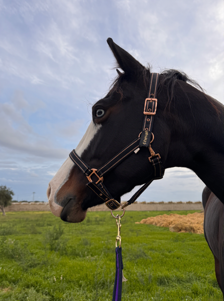 Mare Quarter For sale 2021 Dark Bay