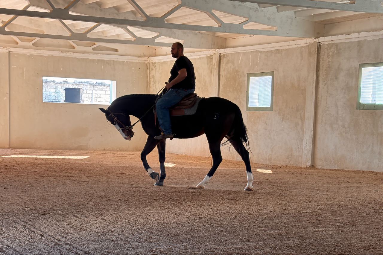 Mare Quarter For sale 2021 Dark Bay