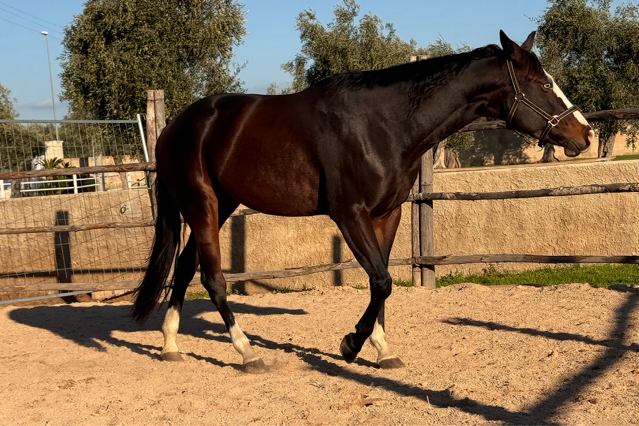 Mare Quarter For sale 2021 Dark Bay