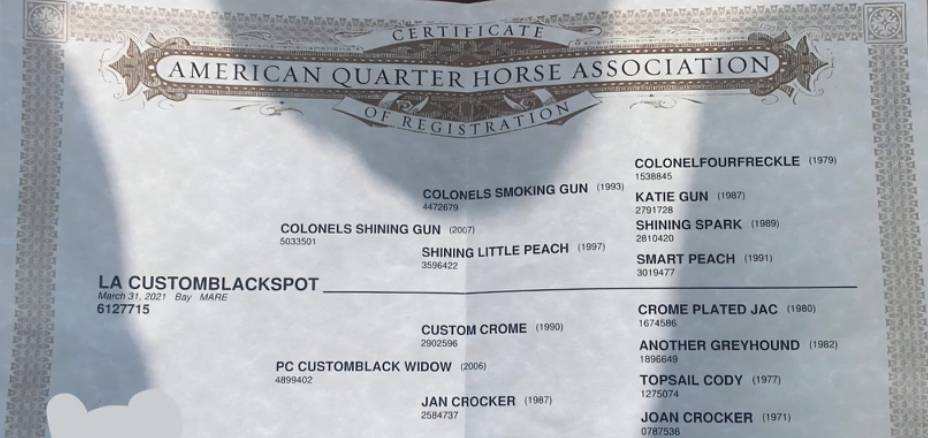 Mare Quarter For sale 2021 Dark Bay