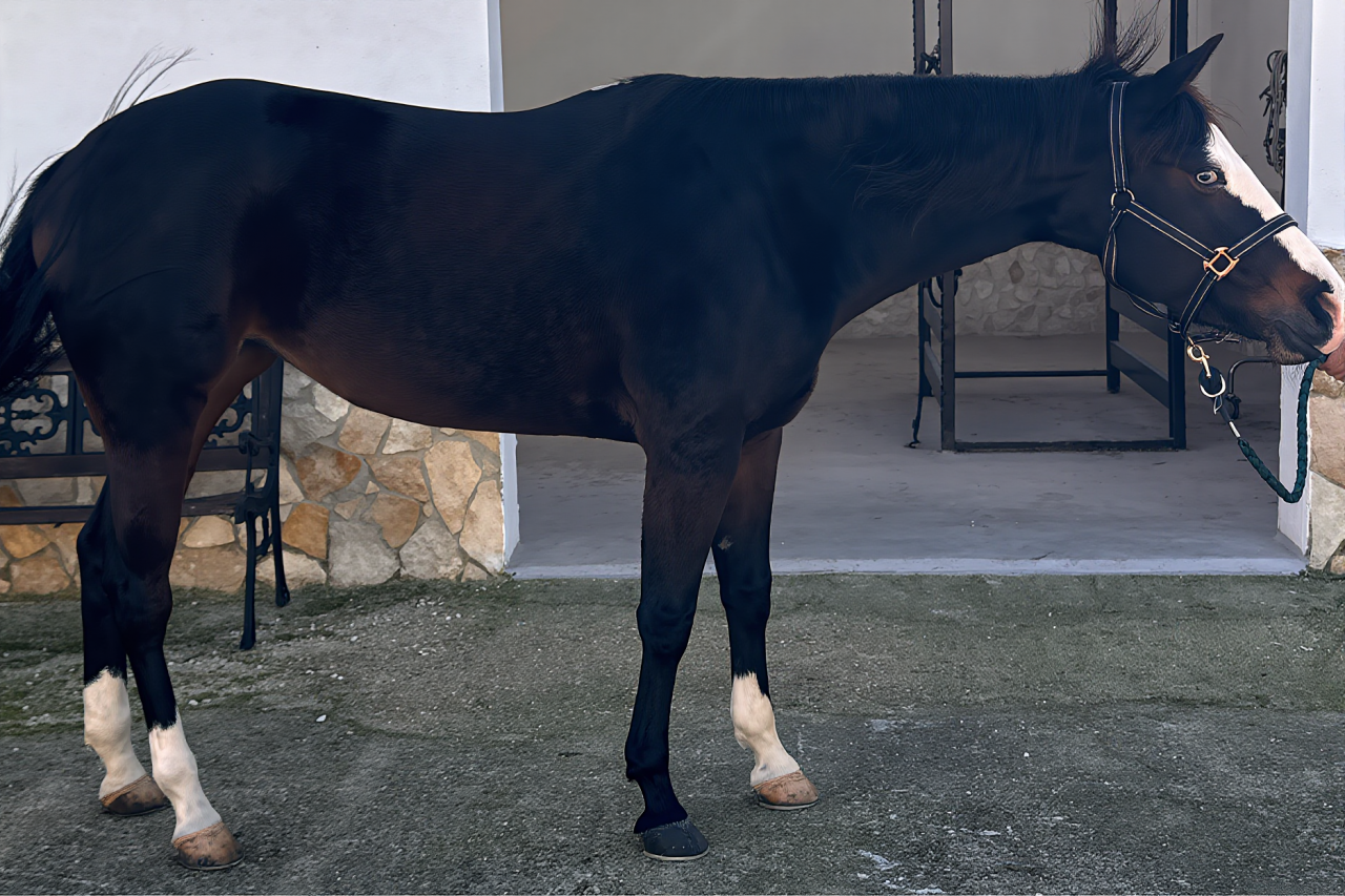 Mare Quarter For sale 2021 Dark Bay