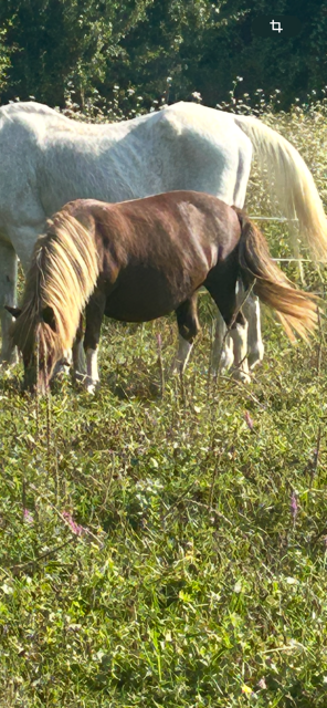 Mare Shetland Pony For sale 2004 Chesnut