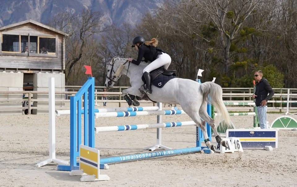 Gelding French Saddle Pony For sale 2010 Grey