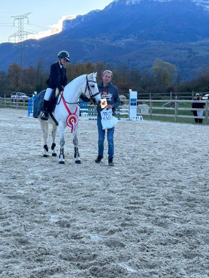 Gelding French Saddle Pony For sale 2010 Grey