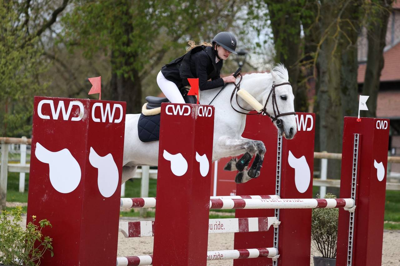 Gelding French Saddle Pony For sale 2010 Grey