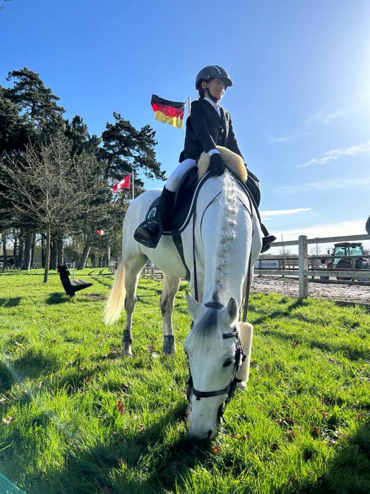 Gelding French Saddle Pony For sale 2010 Grey