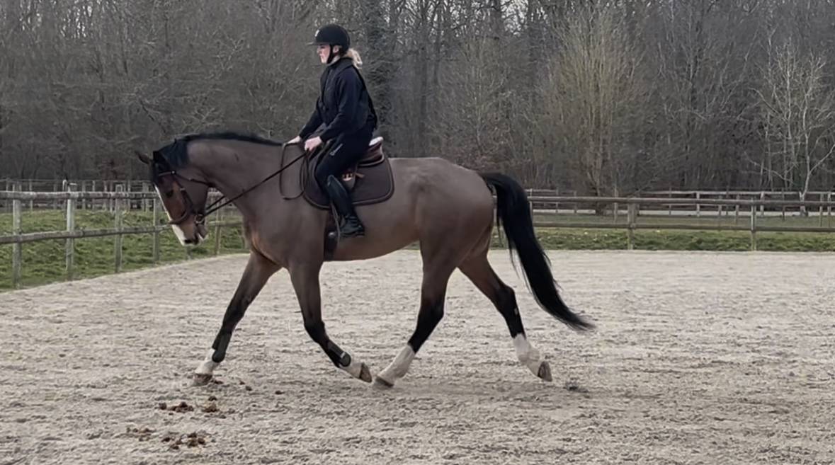 Gelding Selle Français For sale 2018 Bay
