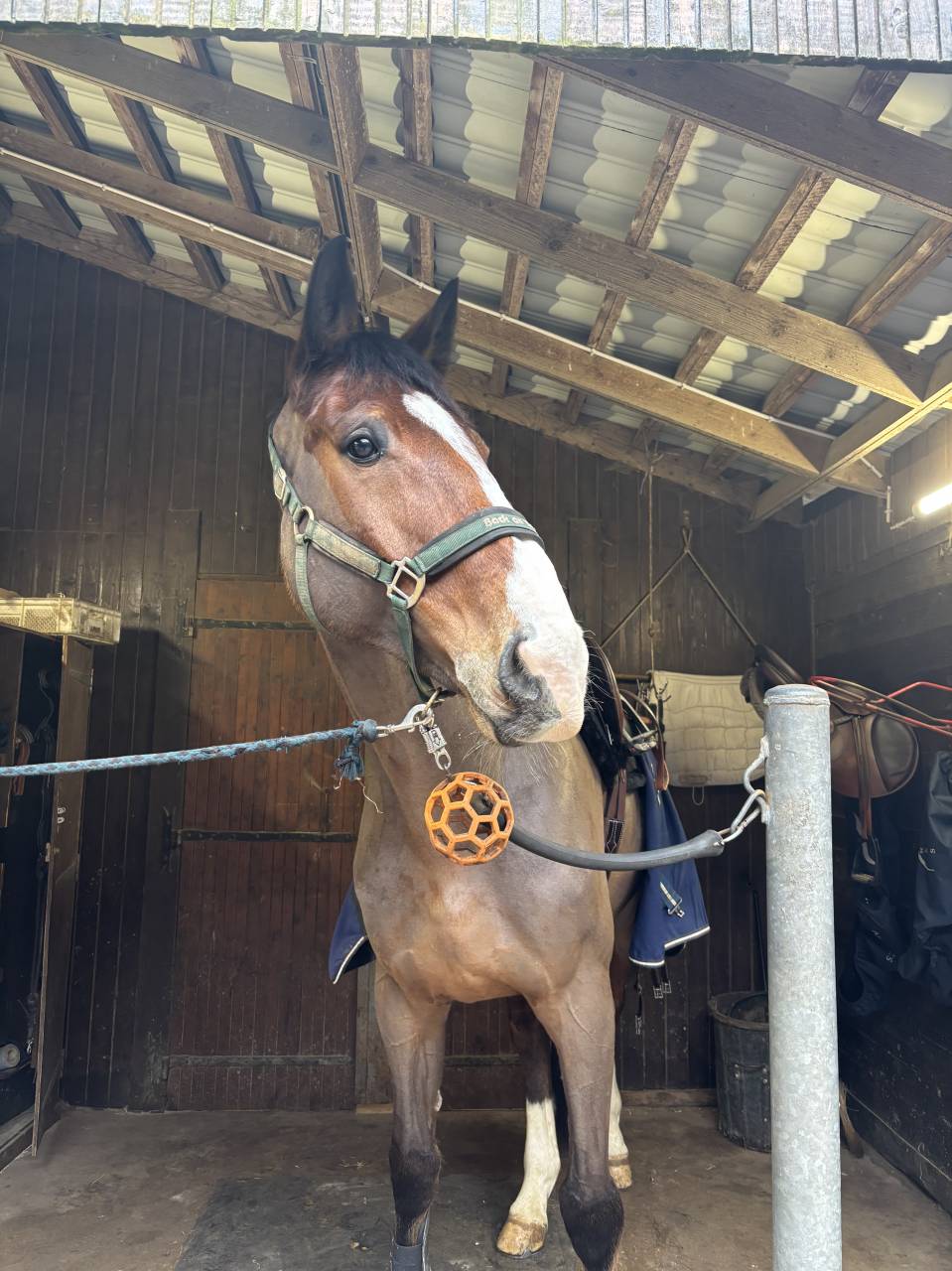 Gelding Selle Français For sale 2018 Bay