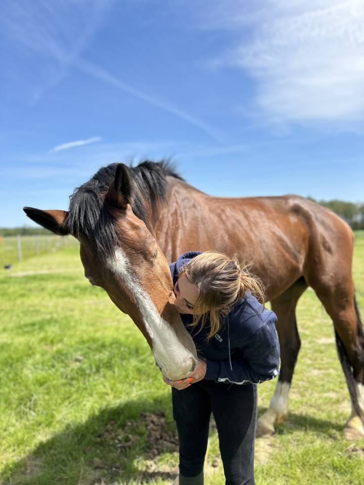 Gelding Selle Français For sale 2018 Bay
