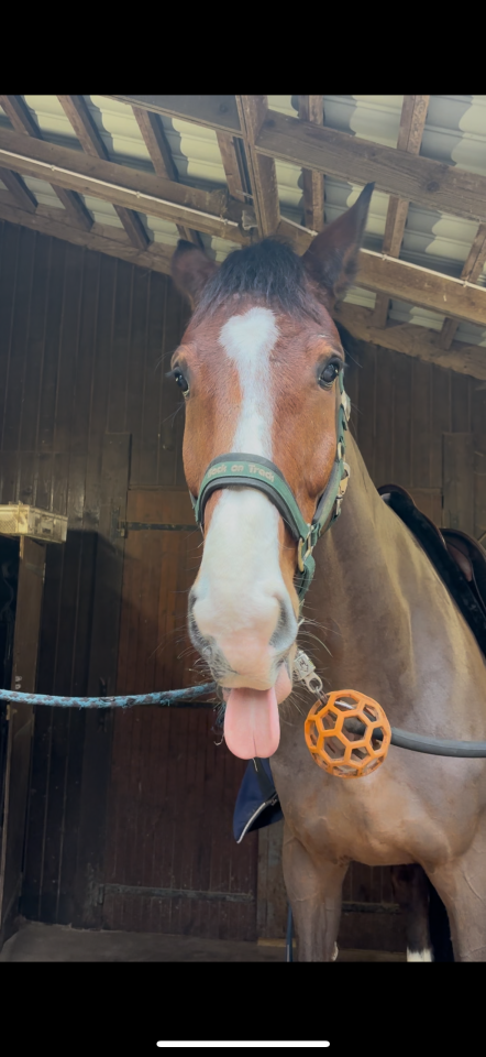 Gelding Selle Français For sale 2018 Bay