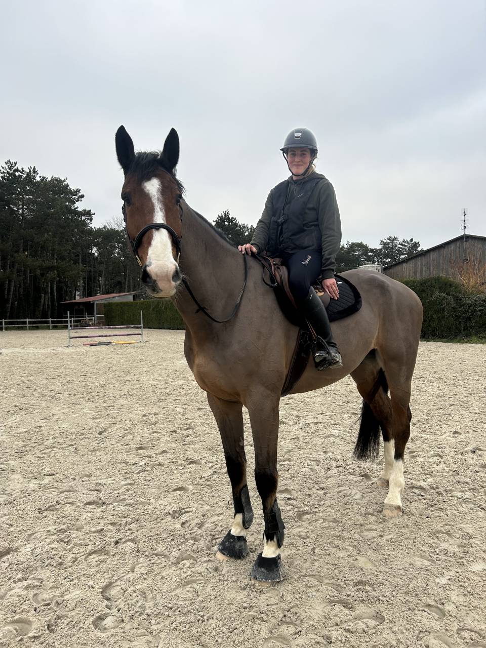 Gelding Selle Français For sale 2018 Bay