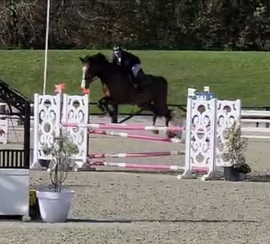 Gelding Selle Français For sale 2018 Bay