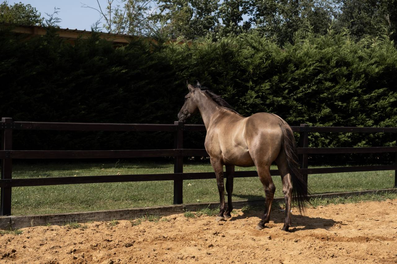 Lyowen Kal Kansas - Azteca 2021 by KANSAS LEO BRENNS