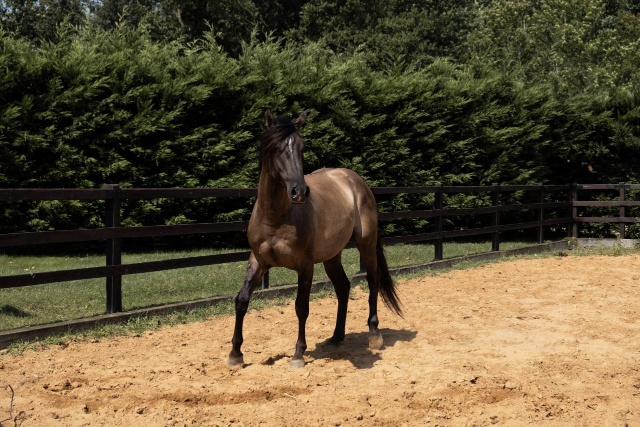 Lyowen Kal Kansas - Azteca 2021 by KANSAS LEO BRENNS