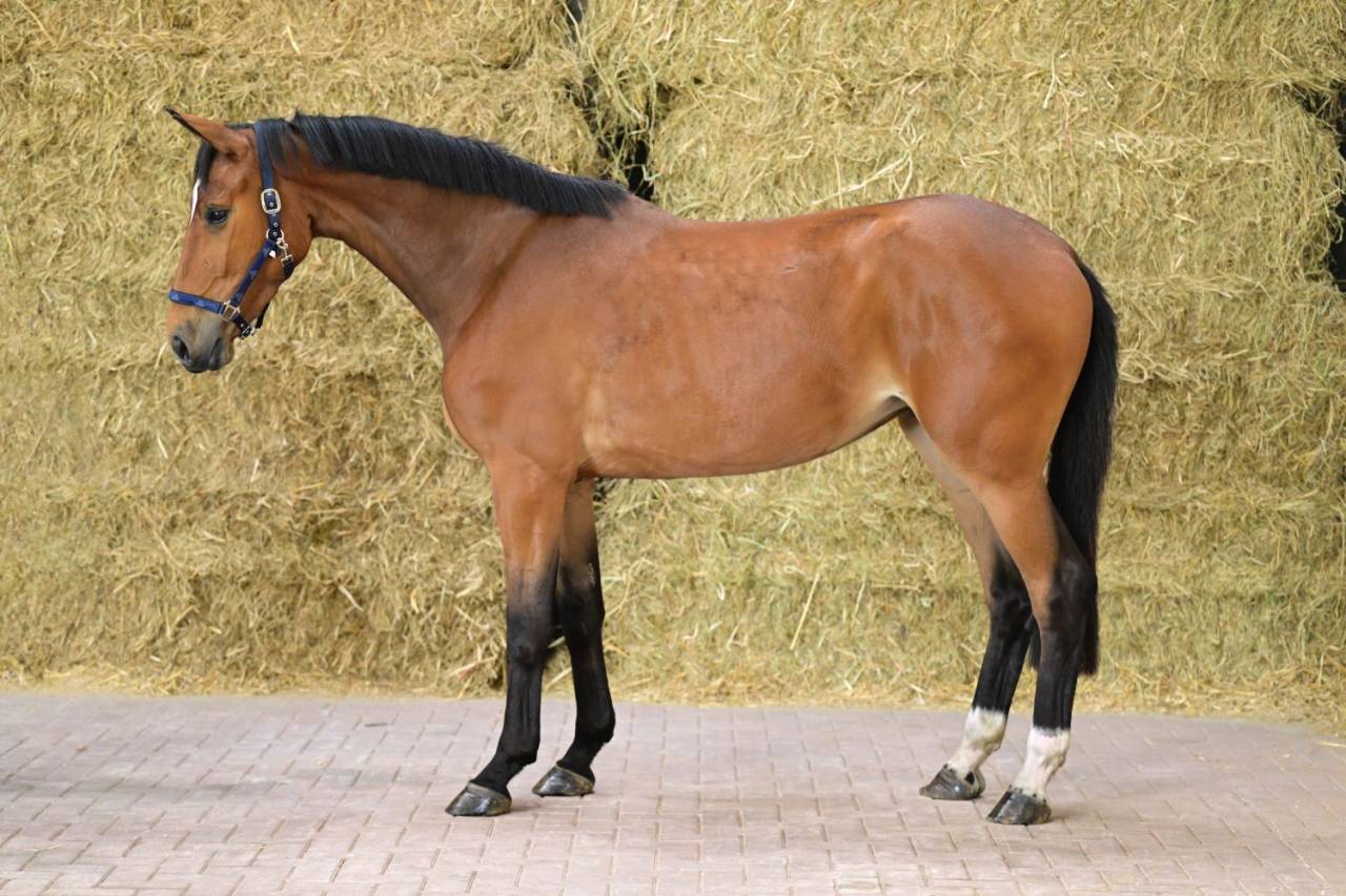 Mare BWP Belgian Warmblood For sale 2022 Bay