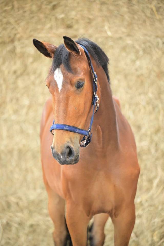 Mare BWP Belgian Warmblood For sale 2022 Bay