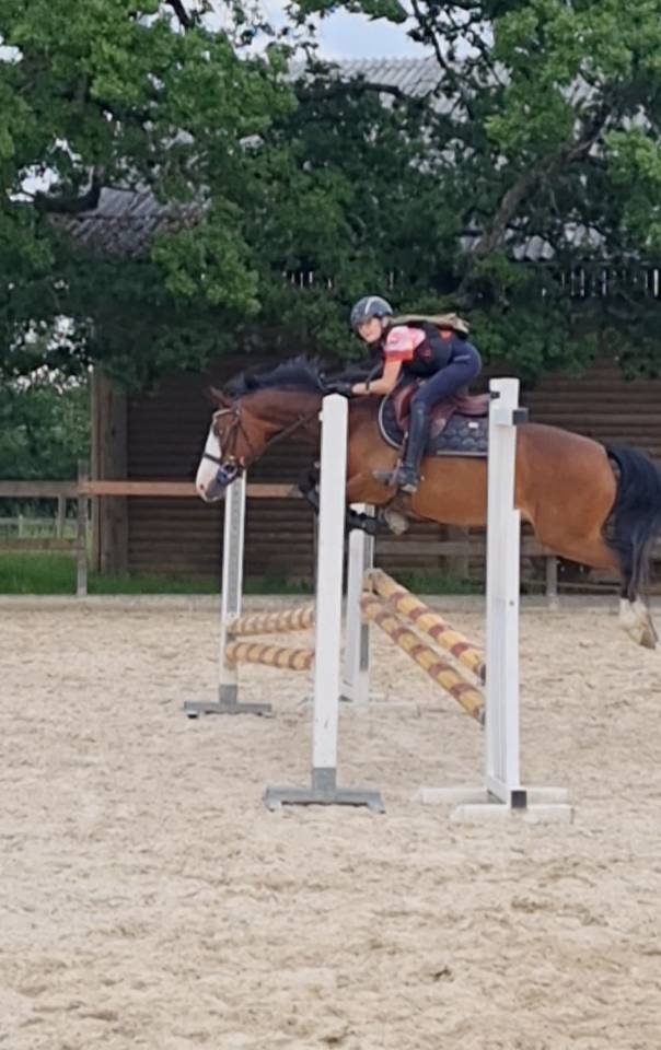 Mare French Saddle Pony For sale 2020 Bay