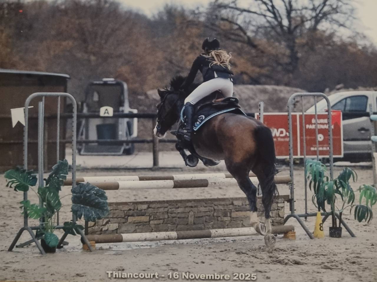 Mare French Saddle Pony For sale 2020 Bay