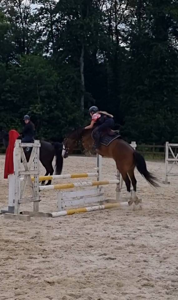 Mare French Saddle Pony For sale 2020 Bay