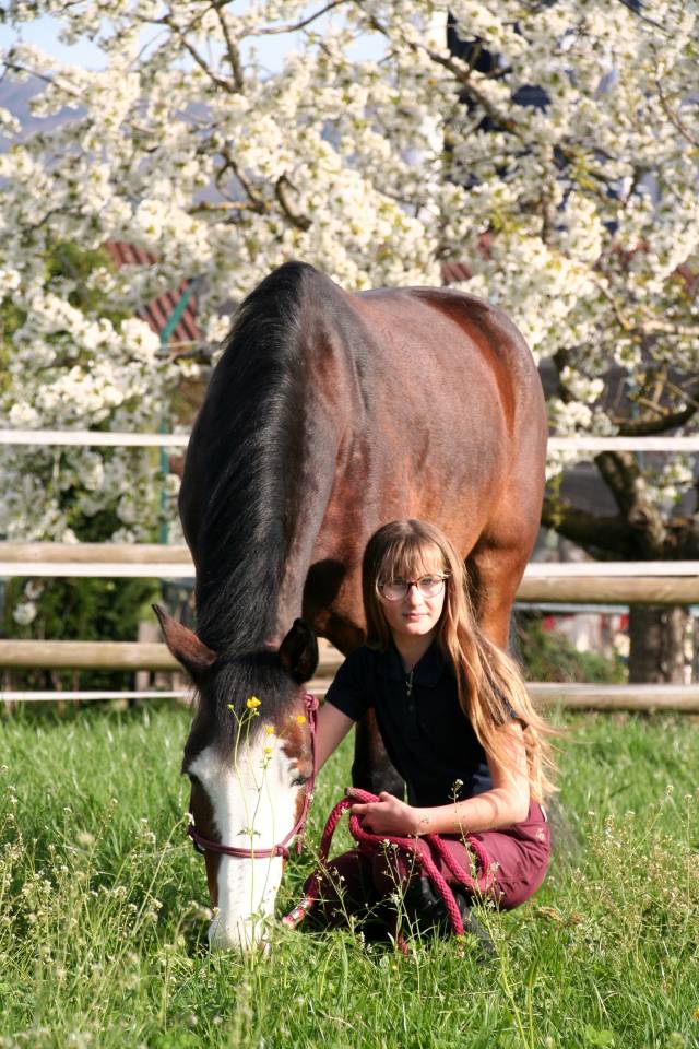 Mare French Saddle Pony For sale 2020 Bay