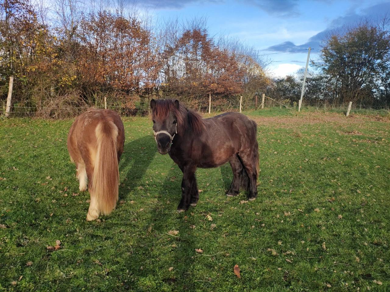 Entire Shetland Pony For sale 2024 Black