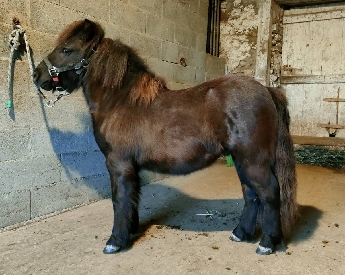 Entire Shetland Pony For sale 2024 Black