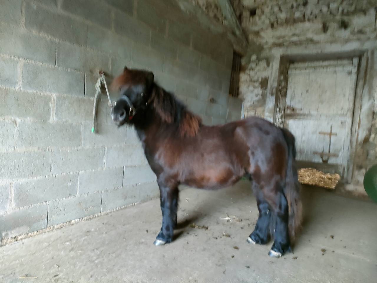 Entire Shetland Pony For sale 2024 Black