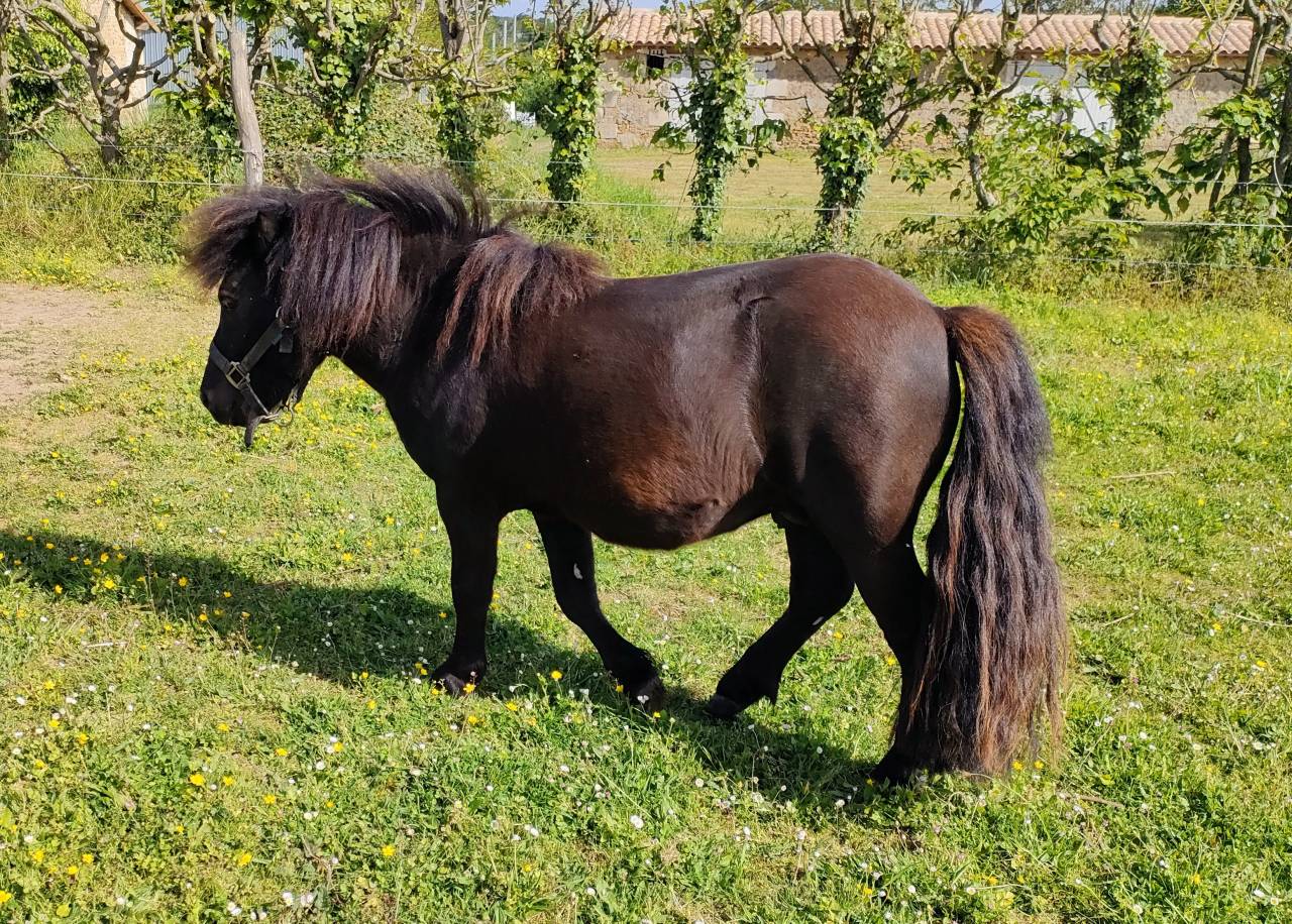 Entire Shetland Pony For sale 2024 Black