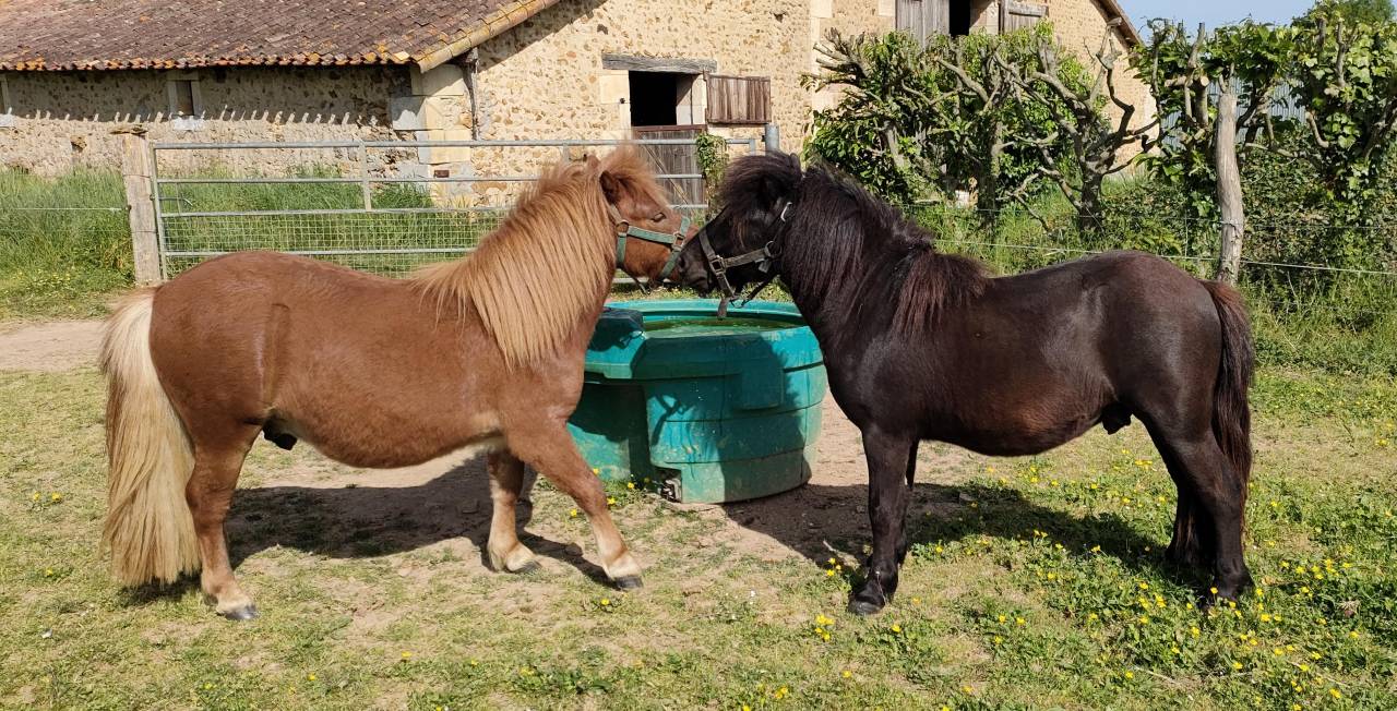 Entire Shetland Pony For sale 2024 Black