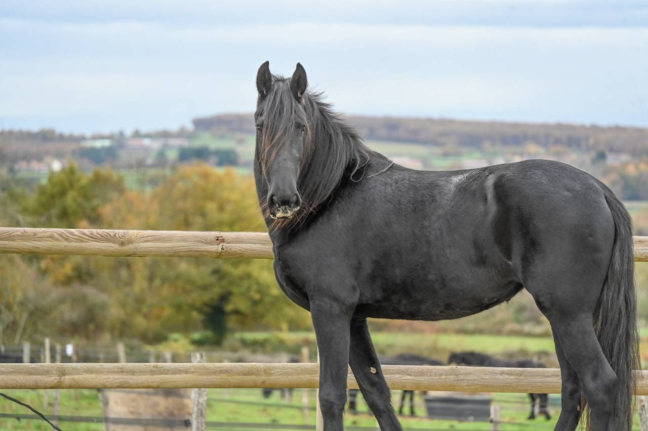 Mare Friesian For sale 2022 Black