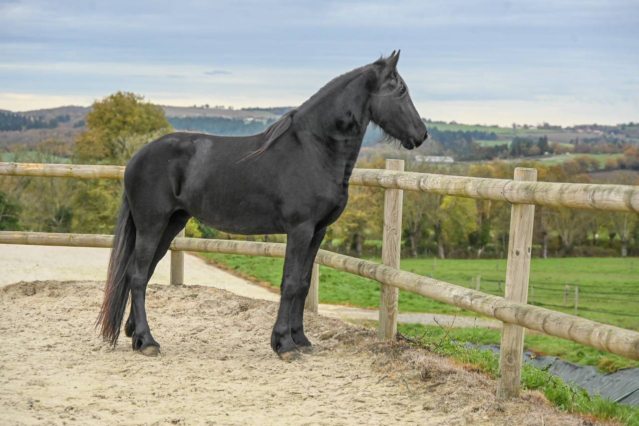 Mare Friesian For sale 2022 Black