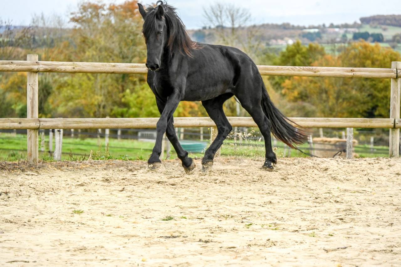 Mare Friesian For sale 2022 Black