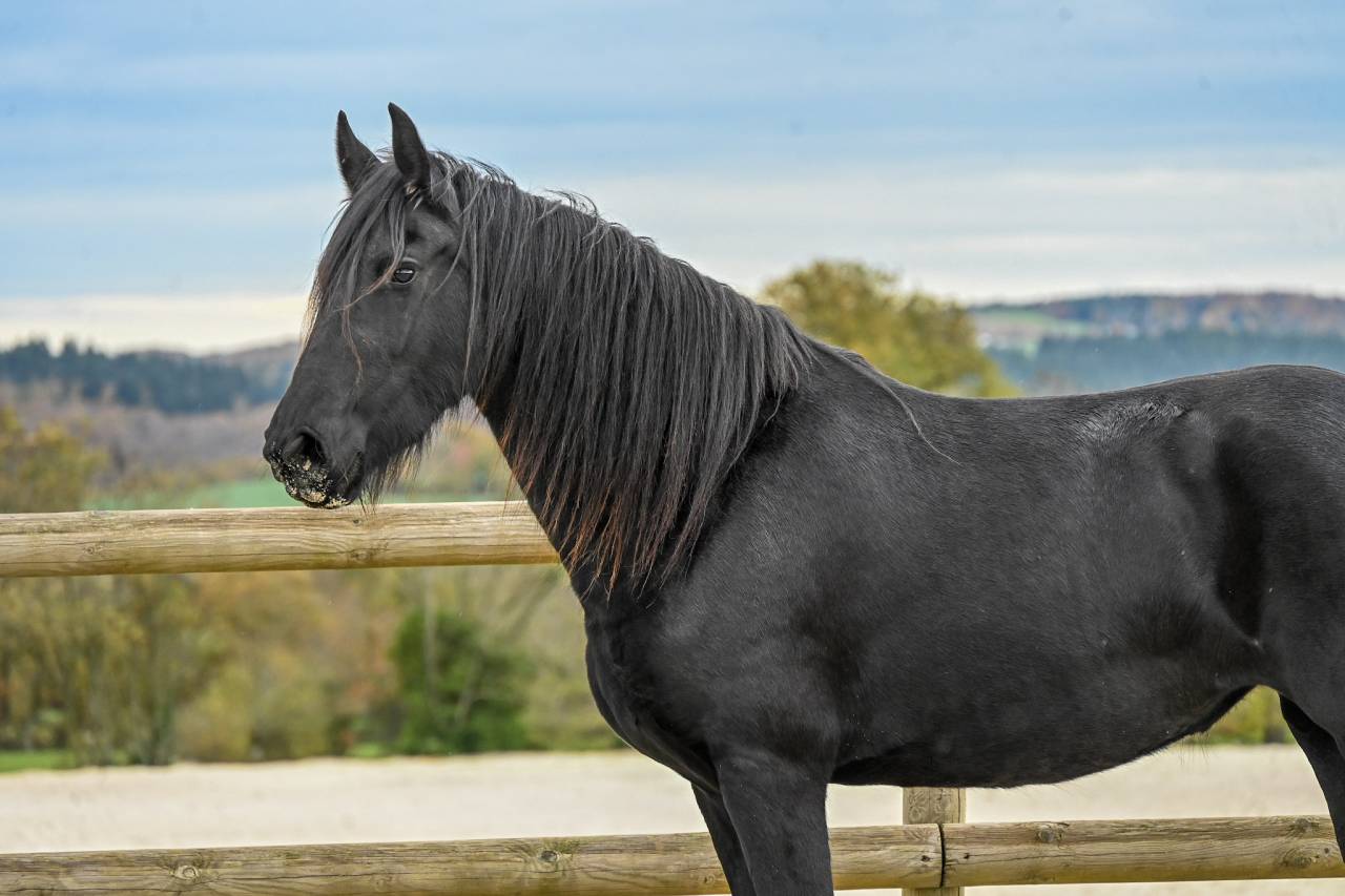 Mare Friesian For sale 2022 Black
