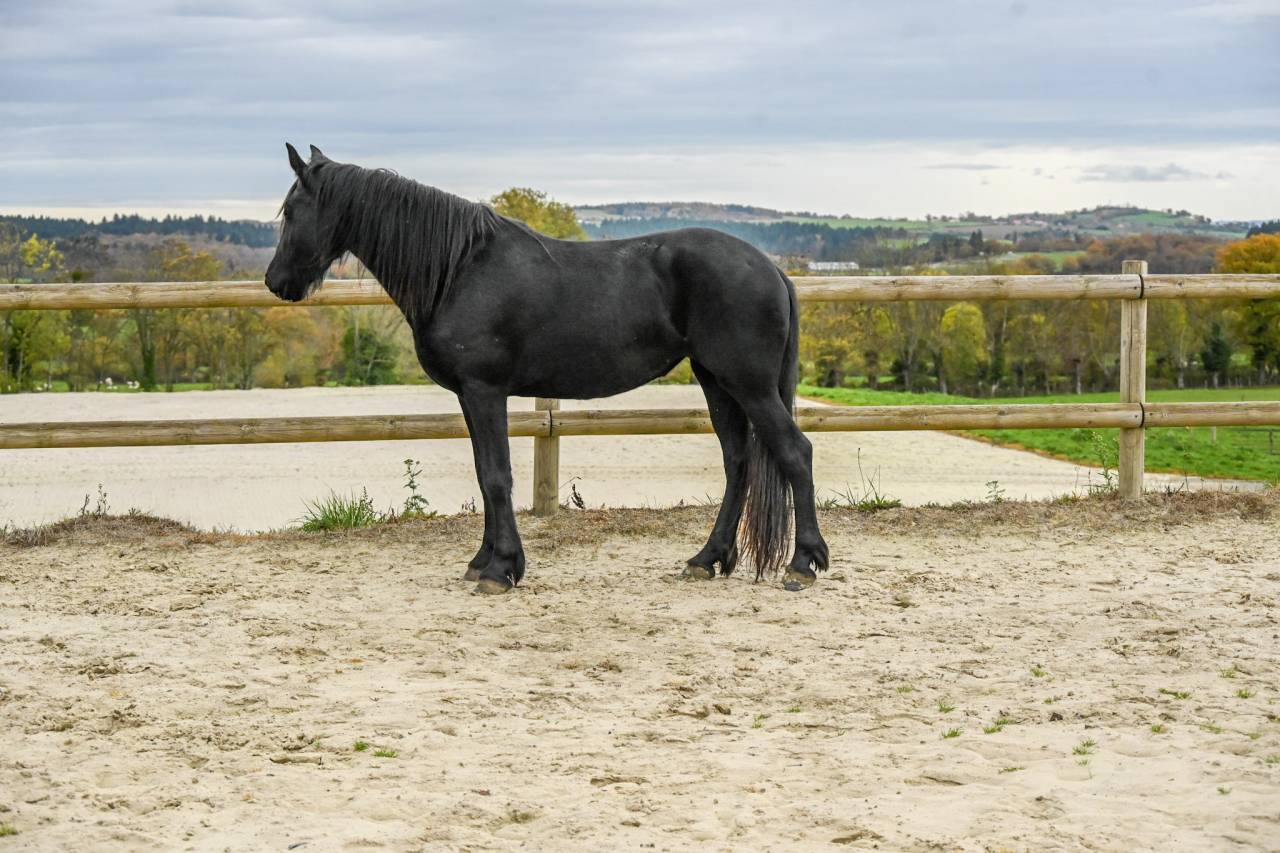 Mare Friesian For sale 2022 Black