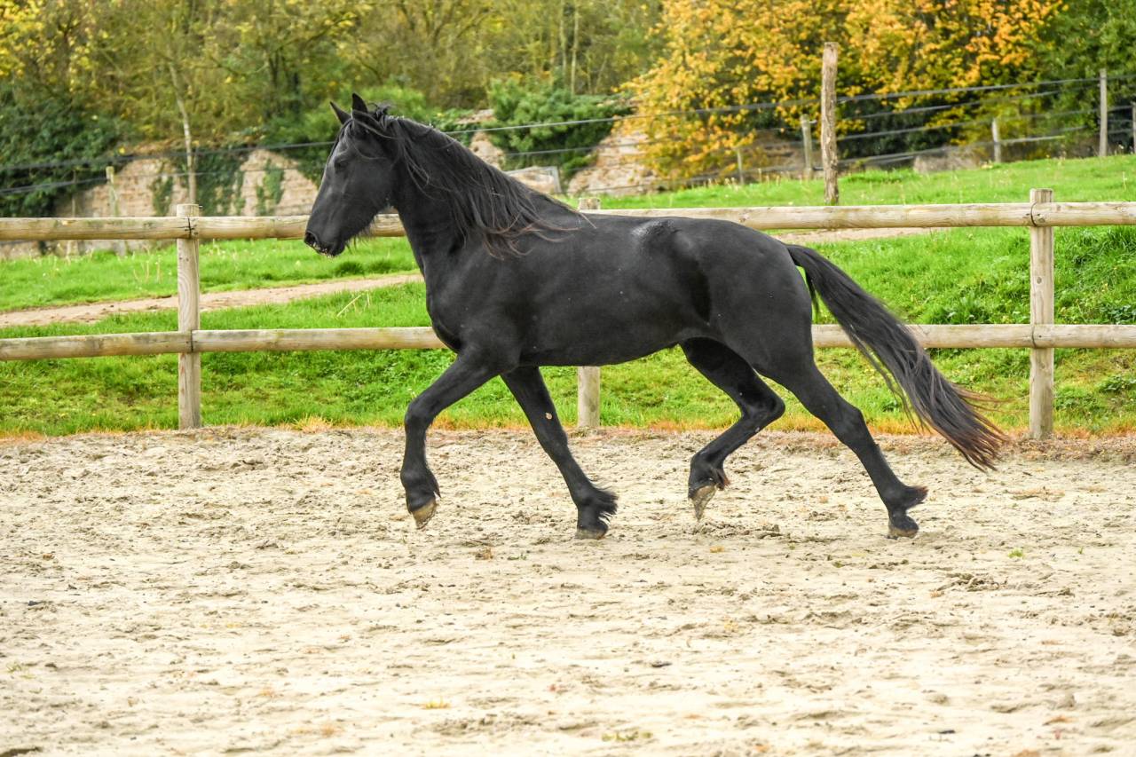Mare Friesian For sale 2022 Black