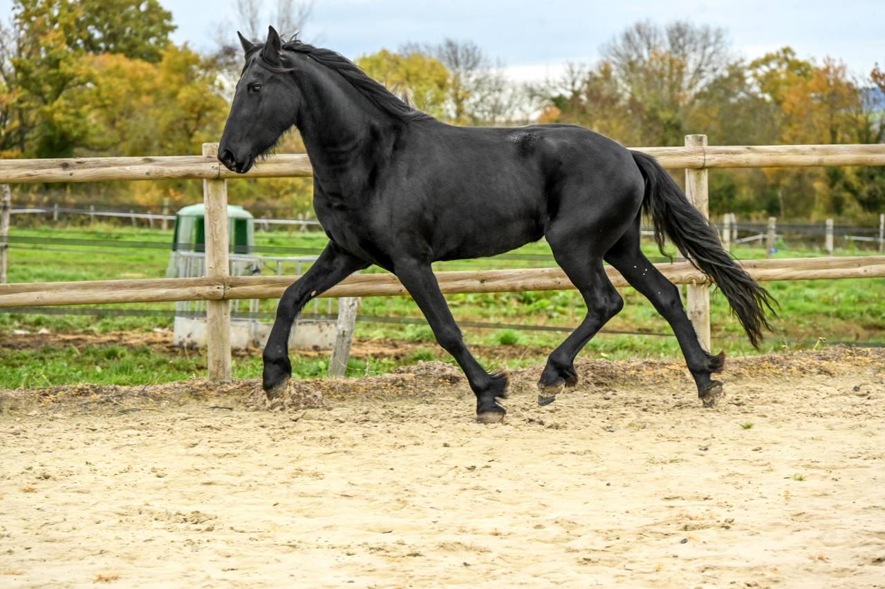 Mare Friesian For sale 2022 Black