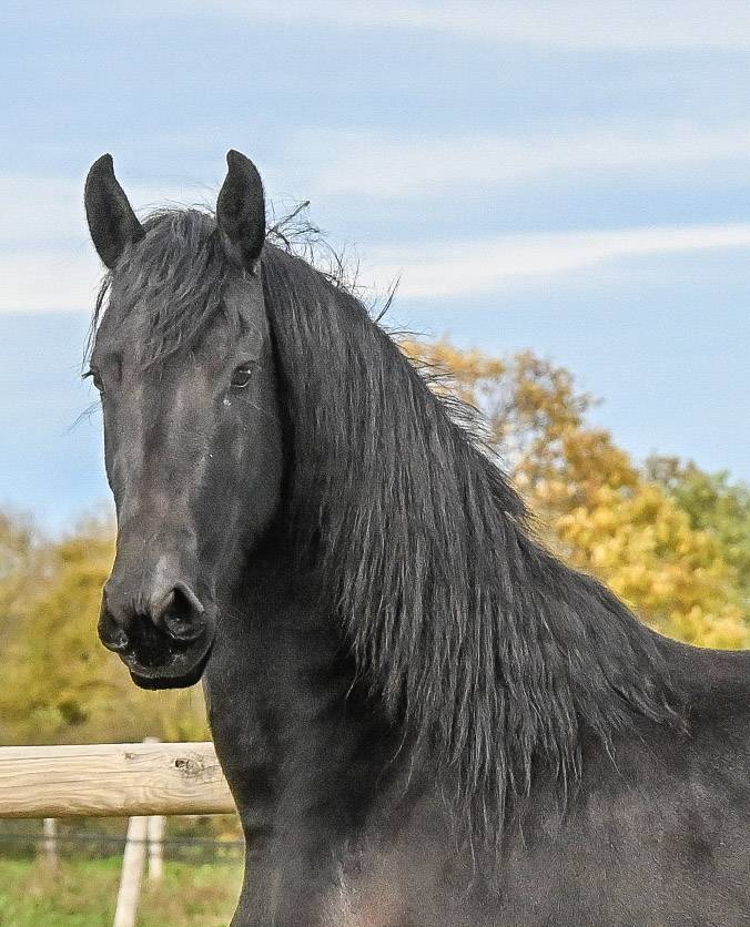 Mare Friesian For sale 2022 Black