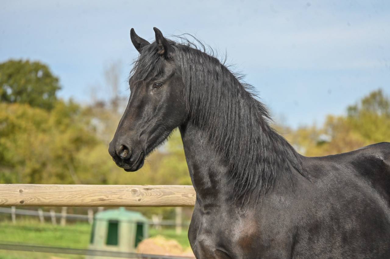 Mare Friesian For sale 2022 Black