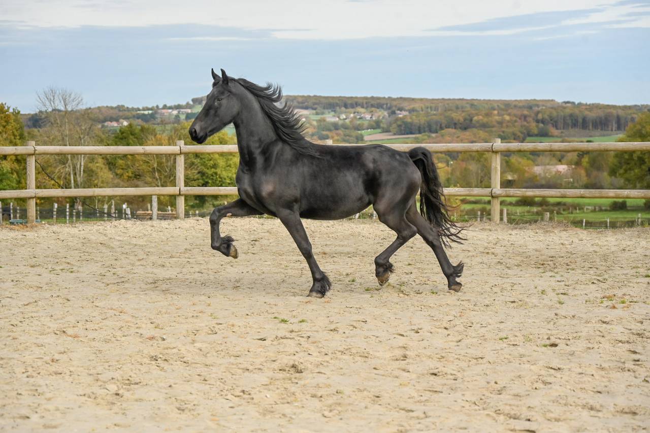 Mare Friesian For sale 2022 Black