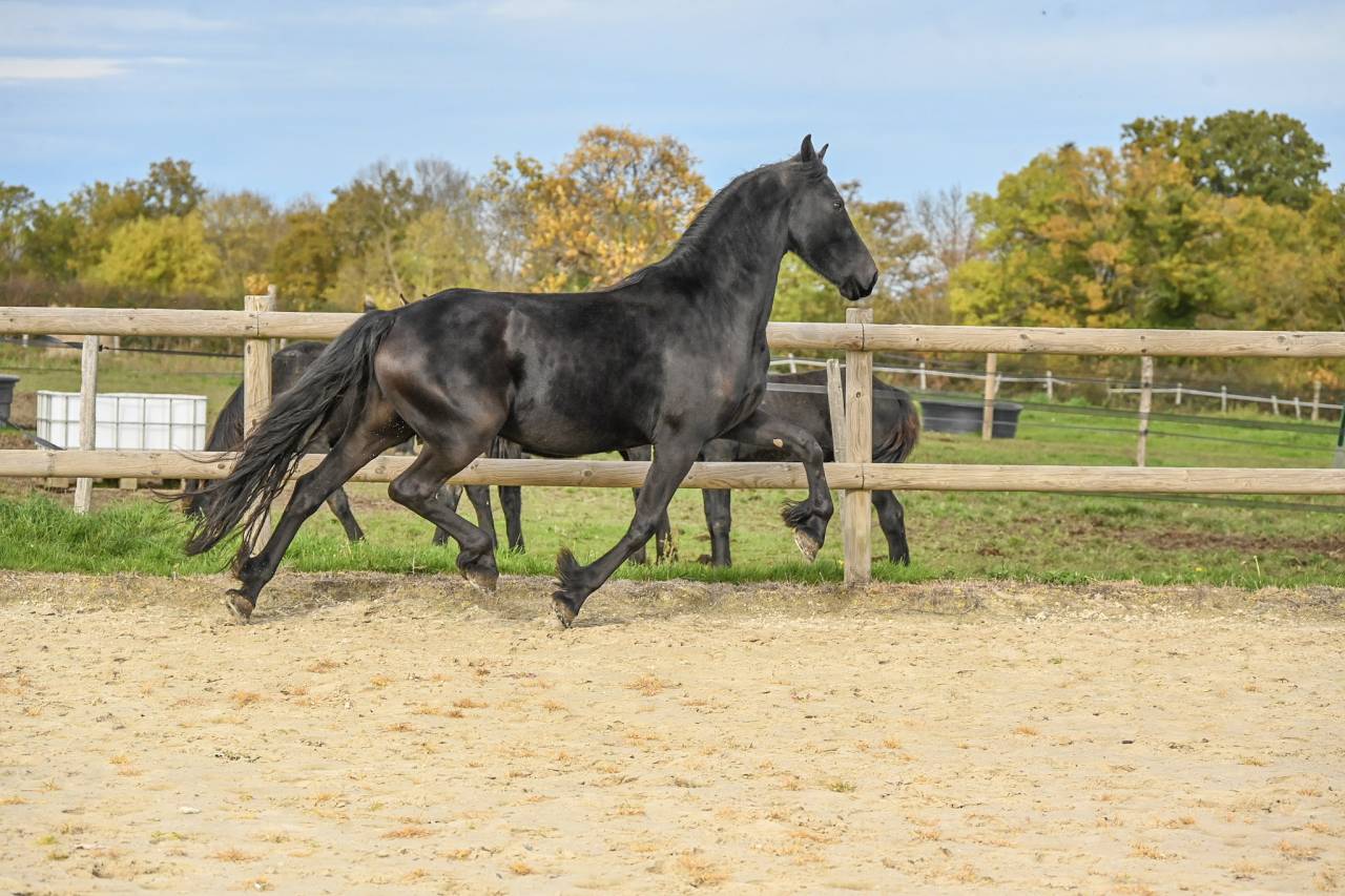 Mare Friesian For sale 2022 Black