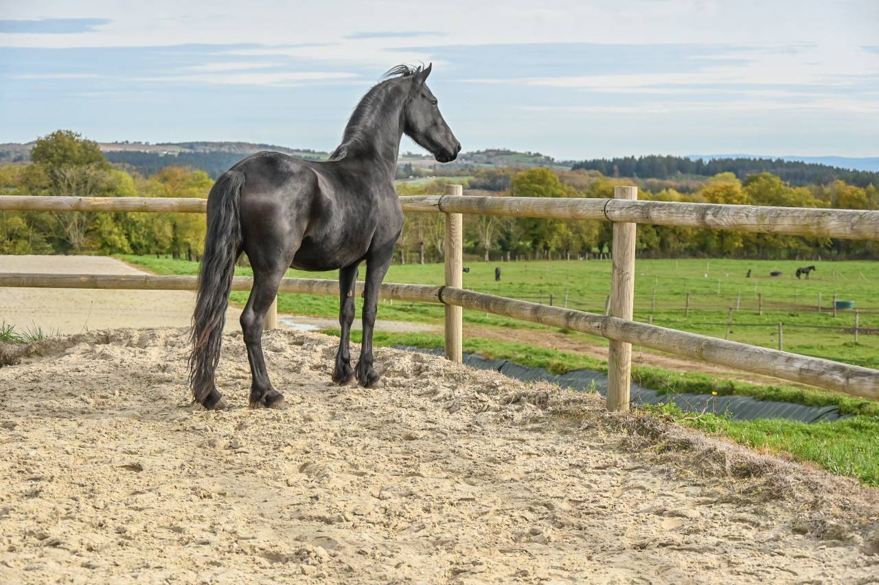 Mare Friesian For sale 2022 Black