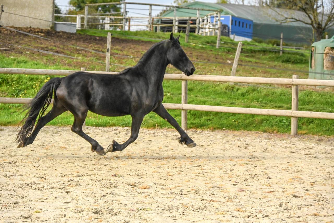 Mare Friesian For sale 2022 Black