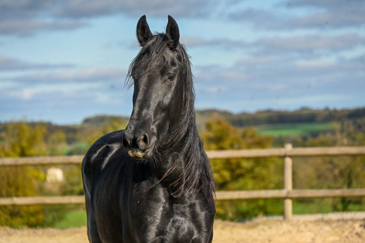 Mare Friesian For sale 2022 Black
