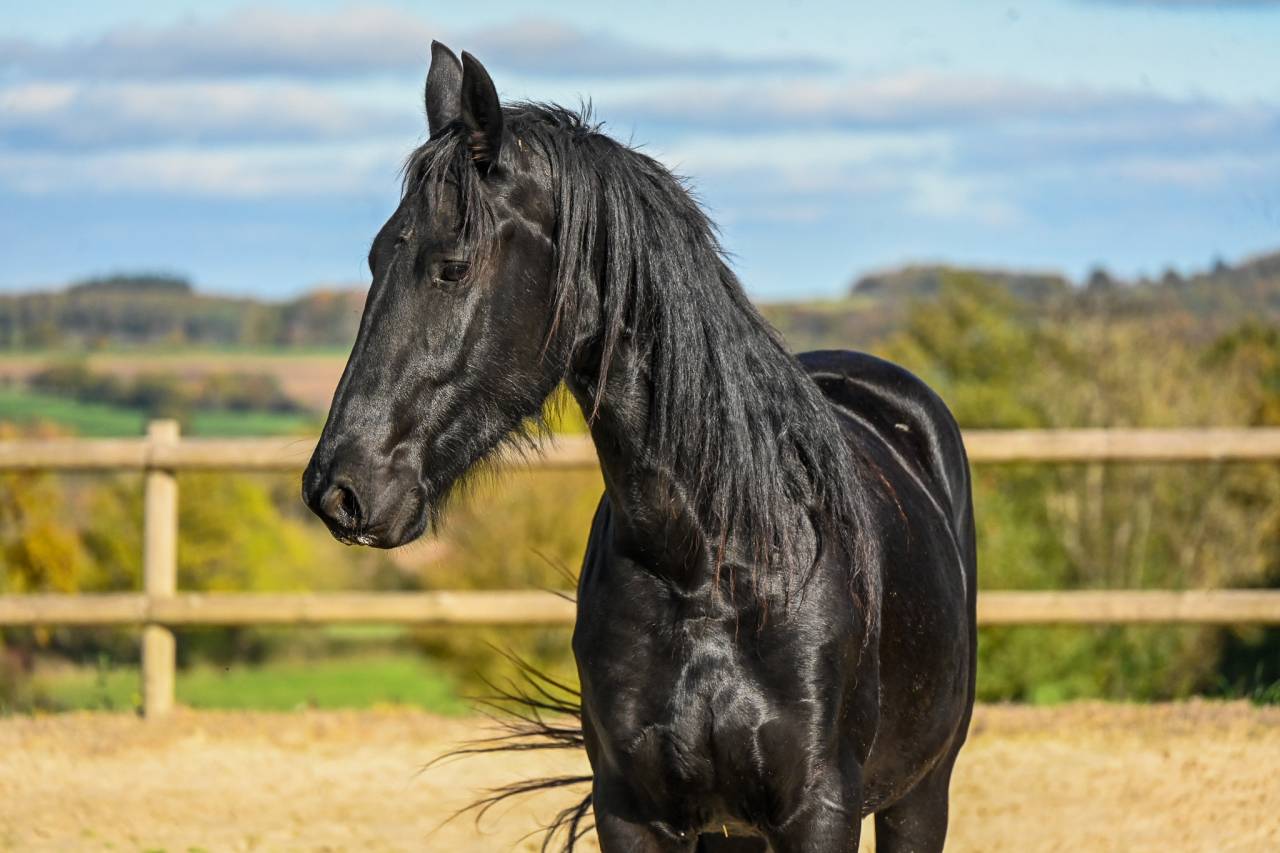 Mare Friesian For sale 2022 Black