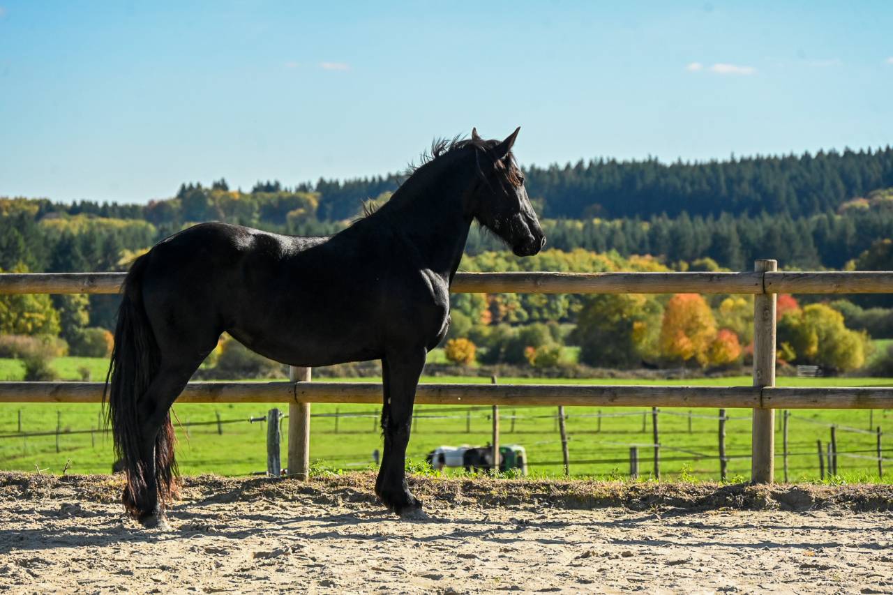 Mare Friesian For sale 2022 Black