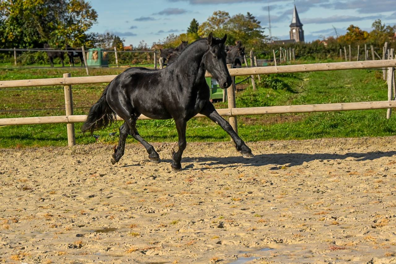 Mare Friesian For sale 2022 Black