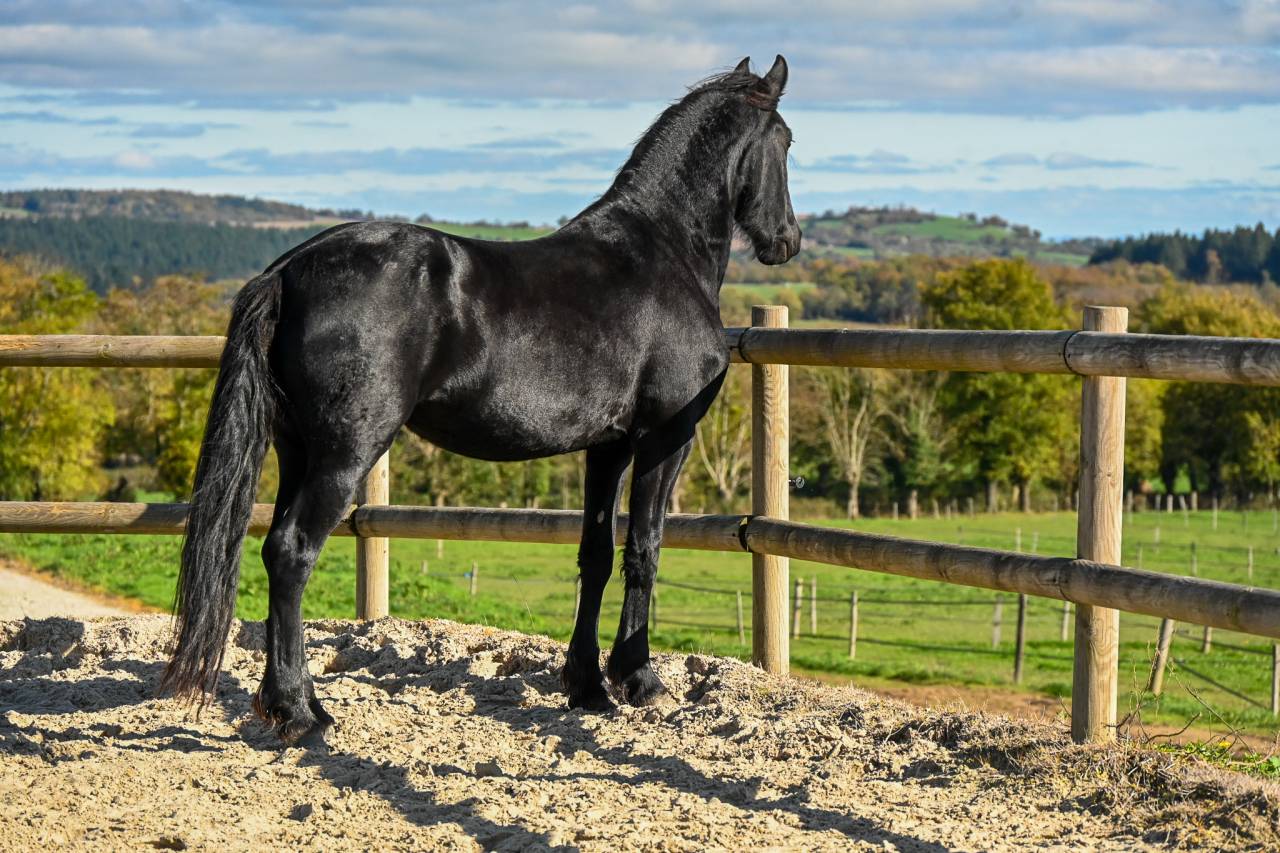 Mare Friesian For sale 2022 Black