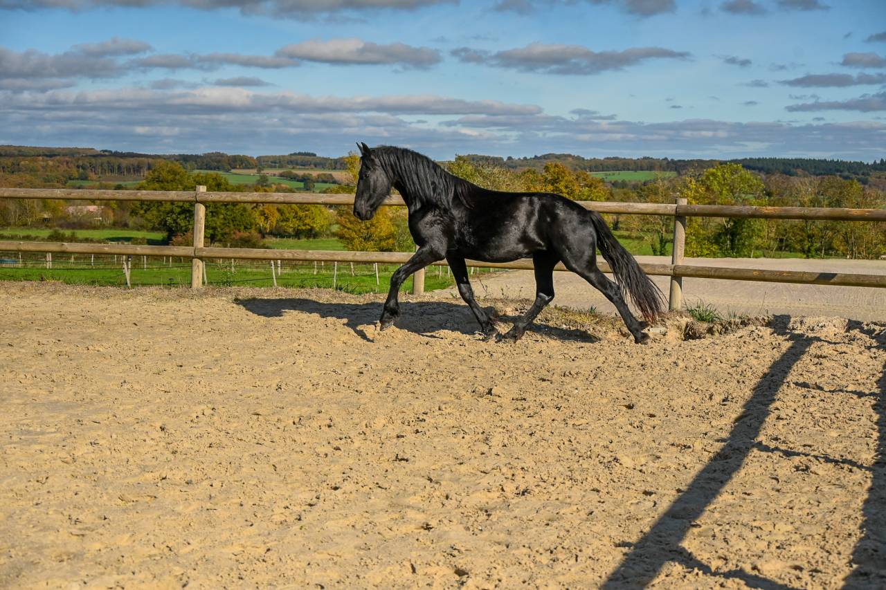 Mare Friesian For sale 2022 Black