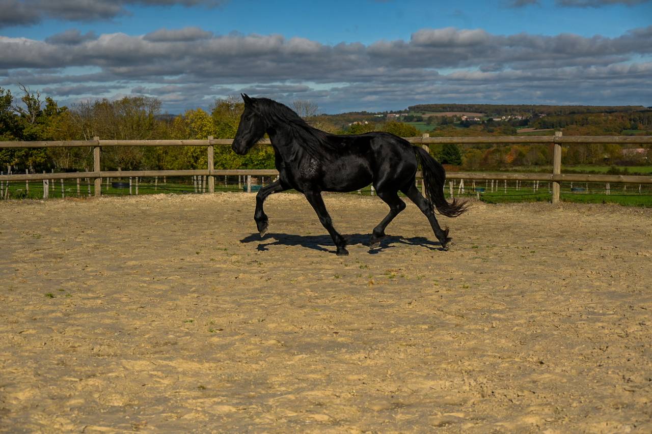 Mare Friesian For sale 2022 Black